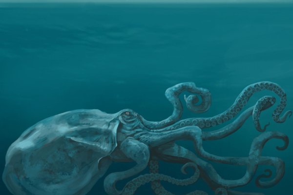 Kraken tor link