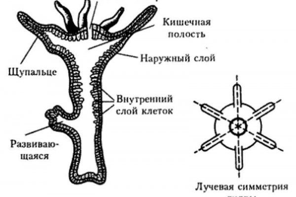 Тор kraken